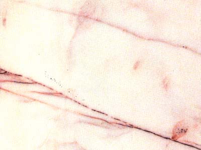 Rosa Salmon